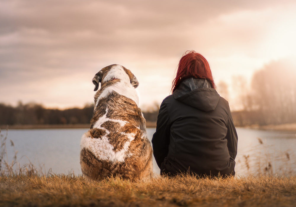 Pamper Your Furry Friend