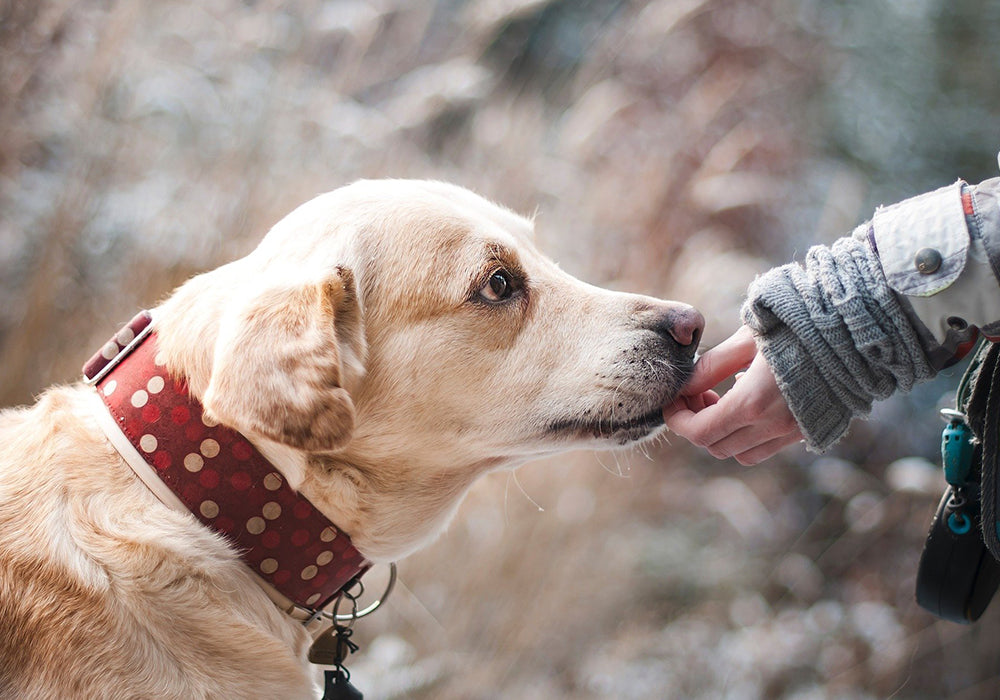 Healthy Treats for Your Pet